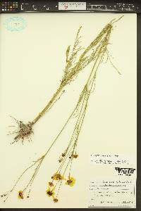 Coreopsis tinctoria image