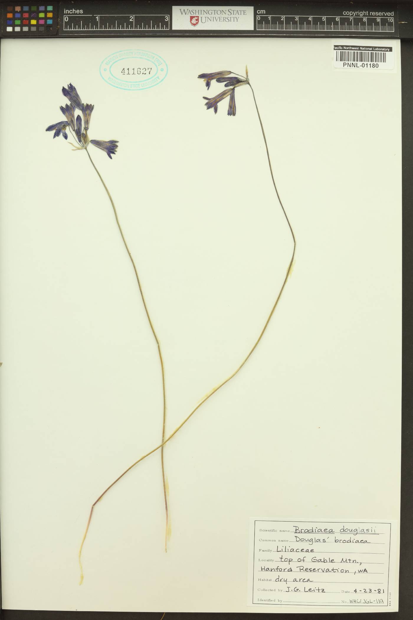 Triteleia grandiflora var. grandiflora image