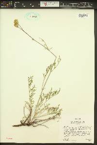 Hymenopappus filifolius image