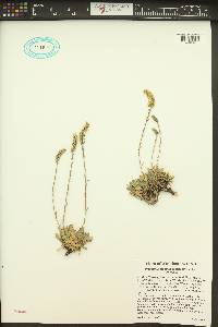 Petrophytum cinerascens image