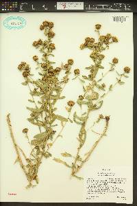 Grindelia fastigiata image