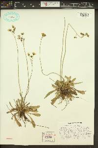 Hieracium × flagellare image