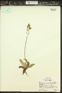 Hieracium fendleri image