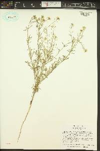 Lepidium thurberi image