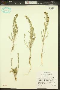 Lepidium ramosissimum var. bourgeauanum image