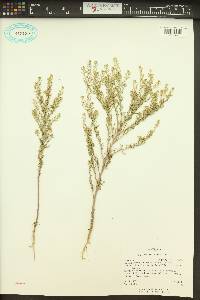 Lepidium ramosissimum image