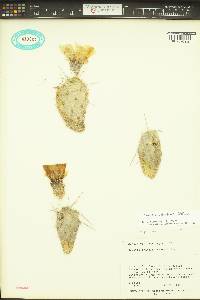 Opuntia x columbiana image