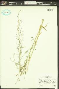 Chenopodium leptophyllum image