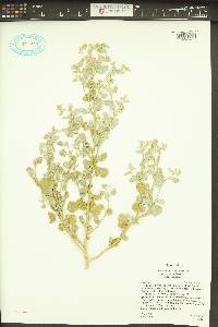 Chenopodium incanum image