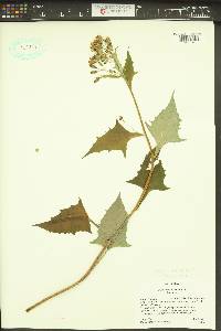 Nabalus alatus image