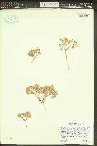 Psathyrotes annua image