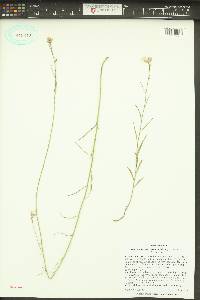 Hesperidanthus linearifolius image