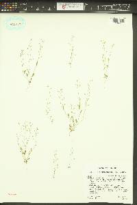 Hornungia procumbens image