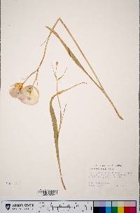 Calochortus nitidus image