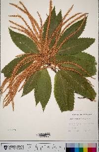 Castanea dentata image