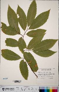 Castanea dentata image