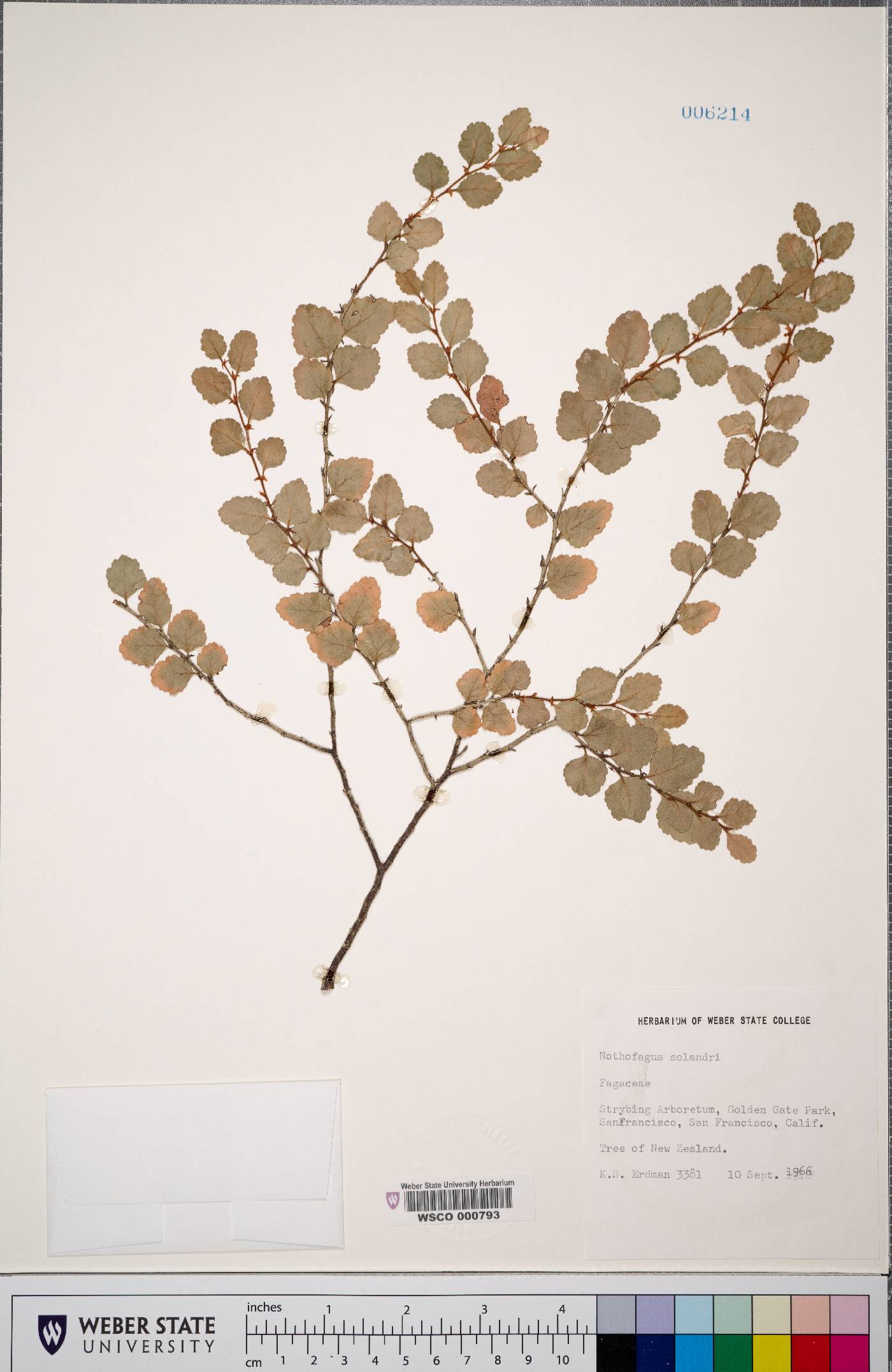 Nothofagus solandri image