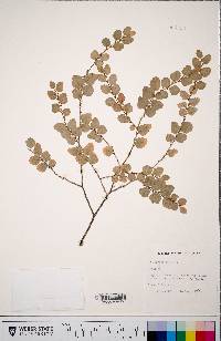 Nothofagus solandri image