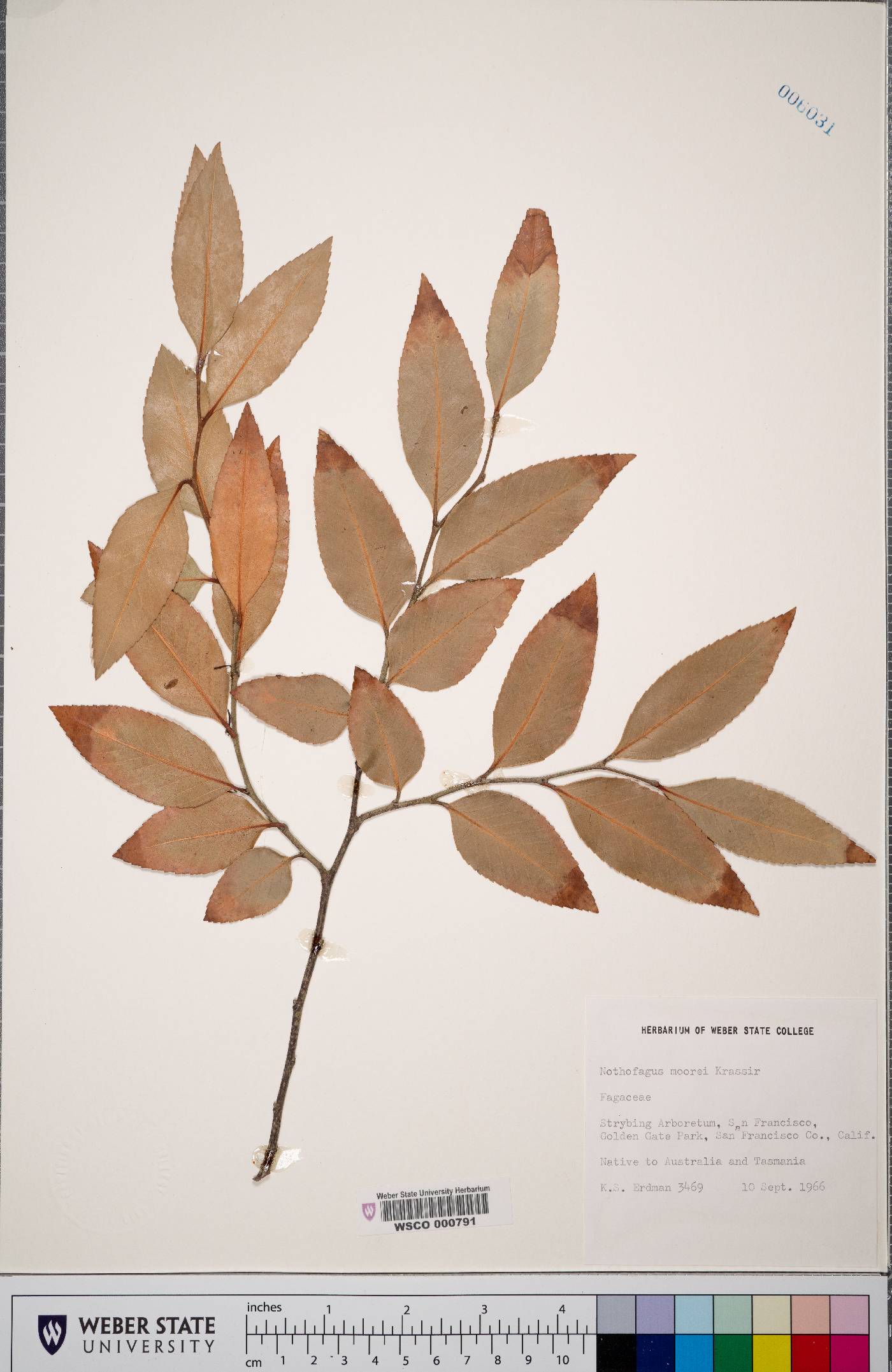 Nothofagus moorei image