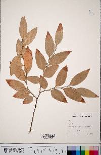 Image of Nothofagus moorei