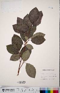 Fagus sylvatica image