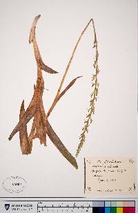 Platanthera dilatata image