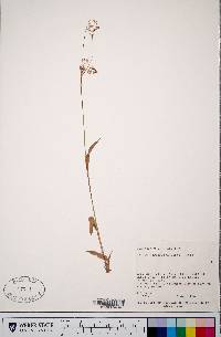 Luzula parviflora image