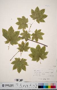 Acer circinatum image