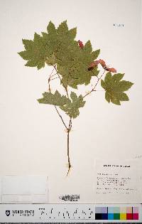 Acer circinatum image