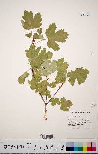 Acer glabrum image