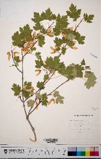 Acer glabrum image