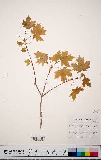 Acer grandidentatum image