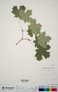 Acer grandidentatum image