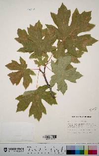 Acer macrophyllum image