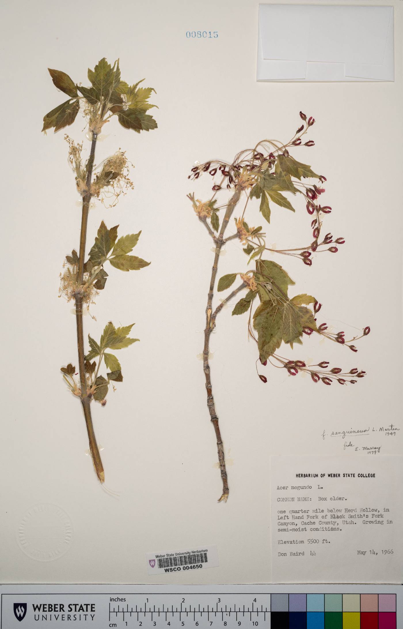 Acer negundo subsp. latifolium image