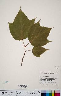 Acer pensylvanicum image