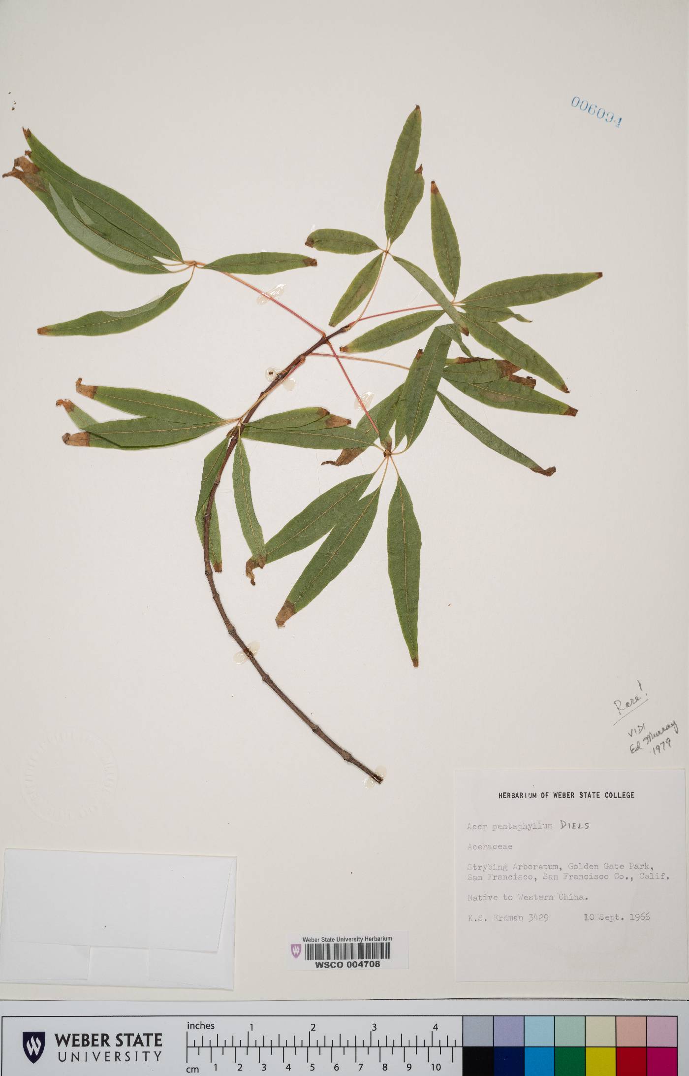 Acer pentaphyllum image