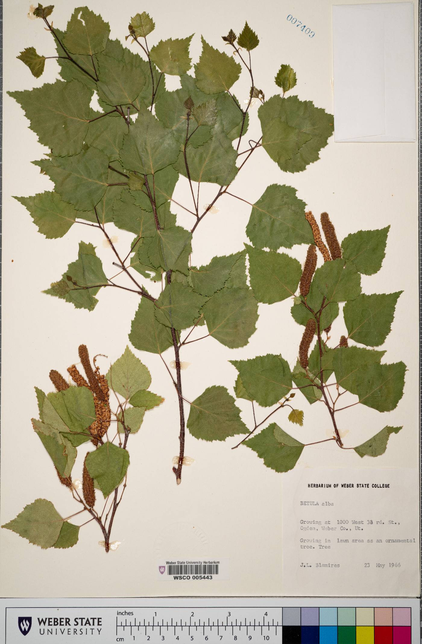 Betula alba image