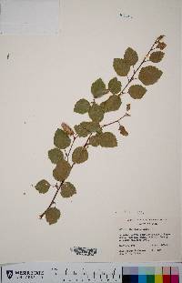 Betula occidentalis image