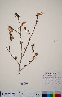 Betula occidentalis image