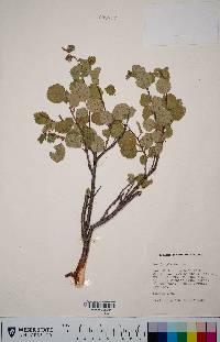 Betula glandulosa image