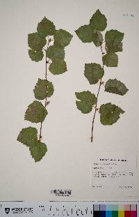 Betula occidentalis image