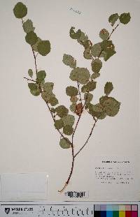 Betula occidentalis image