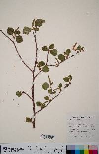 Betula occidentalis image