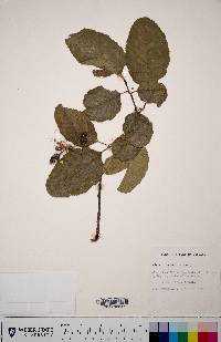 Alnus incana subsp. tenuifolia image