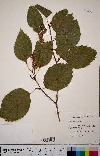 Alnus rubra image