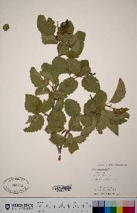 Alnus incana subsp. tenuifolia image