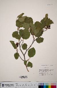 Alnus incana subsp. tenuifolia image