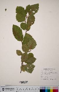 Alnus incana subsp. tenuifolia image