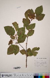 Alnus incana subsp. tenuifolia image